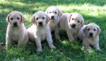 Dogs Labrador Retriever Puppies